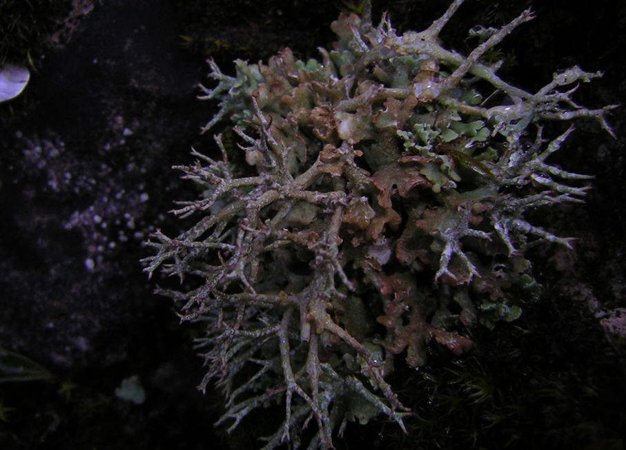 lichene frondoso